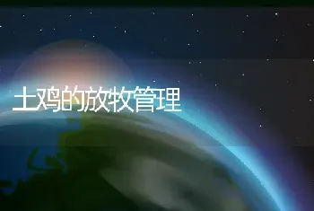 土鸡的放牧管理