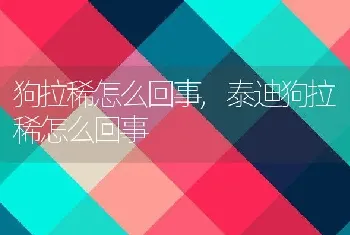 狗拉稀怎么回事，泰迪狗拉稀怎么回事