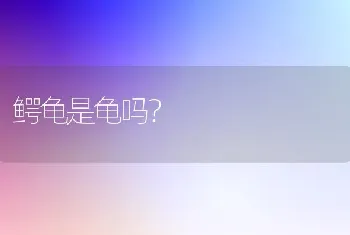 鳄龟是龟吗？