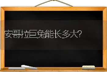 安哥拉巨兔能长多大？