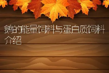 鹅的能量饲料与蛋白质饲料介绍