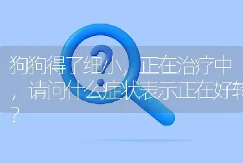 狗狗得了细小，正在治疗中，请问什么症状表示正在好转？