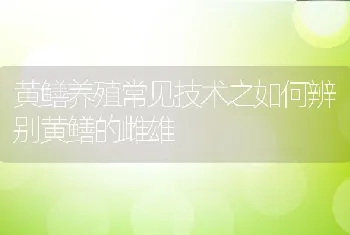 黄鳝养殖常见技术之如何辨别黄鳝的雌雄