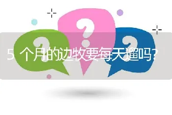 5个月的边牧要每天遛吗？