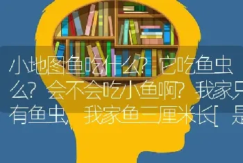 小地图鱼吃什么？它吃鱼虫么？会不会吃小鱼啊？我家只有鱼虫,我家鱼三厘米长[是观赏鱼]？