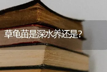 草龟苗是深水养还是？