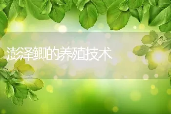 澎泽鲫的养殖技术