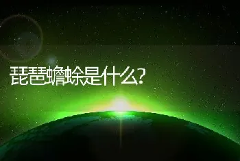 琵琶蟾蜍是什么?