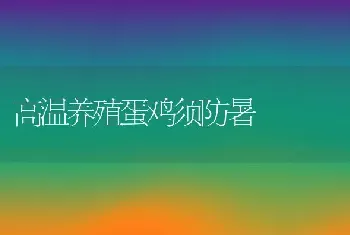 高温养殖蛋鸡须防暑