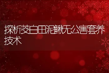 探析茭白田泥鳅无公害套养技术