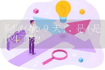 狗狗怀孕59天了，是不是快生了呀？