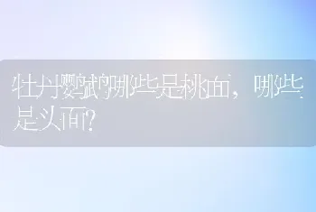 牡丹鹦鹉哪些是桃面，哪些是头面？