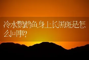 冷水鹦鹉鱼身上长黑斑是怎么回事？