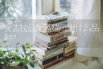 金吉拉公配蓝猫母出什么品种？