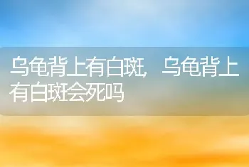 乌龟背上有白斑，乌龟背上有白斑会死吗