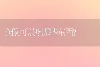 仓鼠可以吃哪些东西？