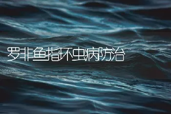 罗非鱼指环虫病防治