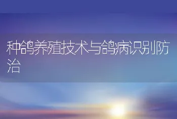 种鸽养殖技术与鸽病识别防治