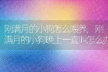 刚满月的小狗怎么喂养，刚满月的小狗晚上一直叫怎么办