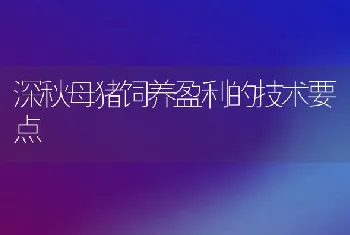 深秋母猪饲养盈利的技术要点