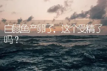 白鼠鱼产卵了，这个受精了吗？