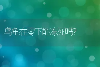 乌龟在零下能冻死吗？