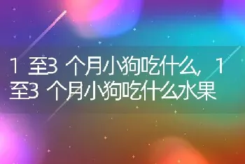 1至3个月小狗吃什么，1至3个月小狗吃什么水果