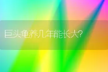 巨头龟养几年能长大？