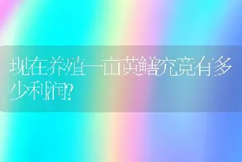 现在养殖一亩黄鳝究竟有多少利润？