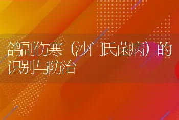 鸽副伤寒（沙门氏菌病）的识别与防治