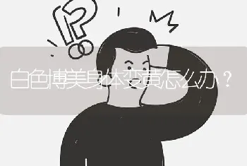 白色博美身体变黄怎么办？