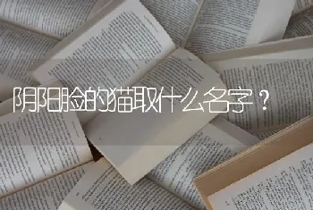 阴阳脸的猫取什么名字？