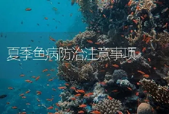 夏季鱼病防治注意事项