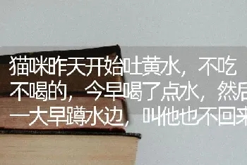 猫咪昨天开始吐黄水，不吃不喝的，今早喝了点水，然后一大早蹲水边，叫他也不回来，把爪子浸在水里，抱？