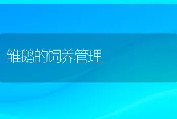 雏鹅的饲养管理