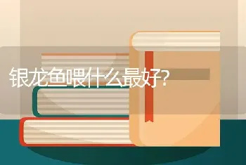 银龙鱼喂什么最好？