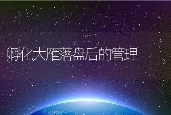 孵化大雁落盘后的管理