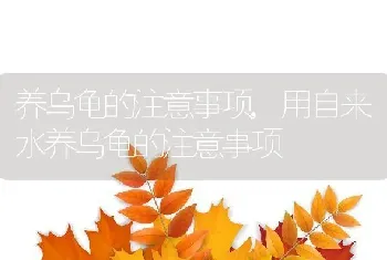 养乌龟的注意事项，用自来水养乌龟的注意事项