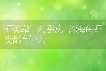 虾类靠什么呼吸，深海鱼虾类都有什么