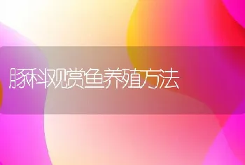 豚科观赏鱼养殖方法