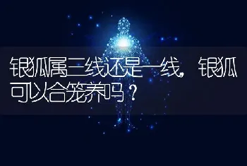 银狐属三线还是一线，银狐可以合笼养吗？