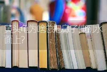 黄头龟为啥总把鼻子伸到水面上？