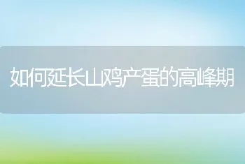 如何延长山鸡产蛋的高峰期