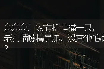 急急急!家有折耳猫一只，老打喷嚏擤鼻涕，没其他毛病？