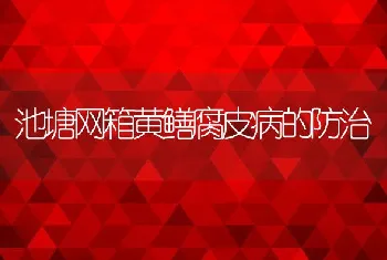 池塘网箱黄鳝腐皮病的防治