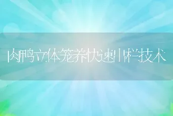 肉鸭立体笼养快速出栏技术