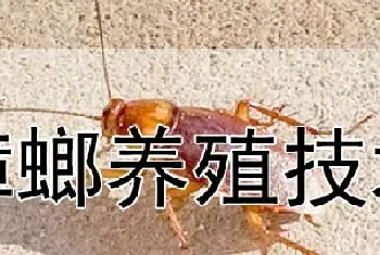 蟑螂养殖技术