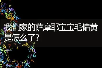 我们家的萨摩耶宝宝毛偏黄是怎么了？