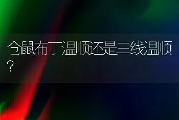 仓鼠布丁温顺还是三线温顺？