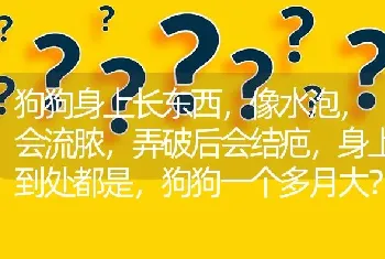 狗狗身上长东西，像水泡，会流脓，弄破后会结疤，身上到处都是，狗狗一个多月大？